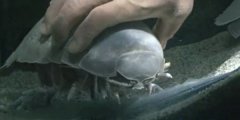 澳门太阳城网站：专家拟对这只死亡的大王具足虫进行冰冻处理